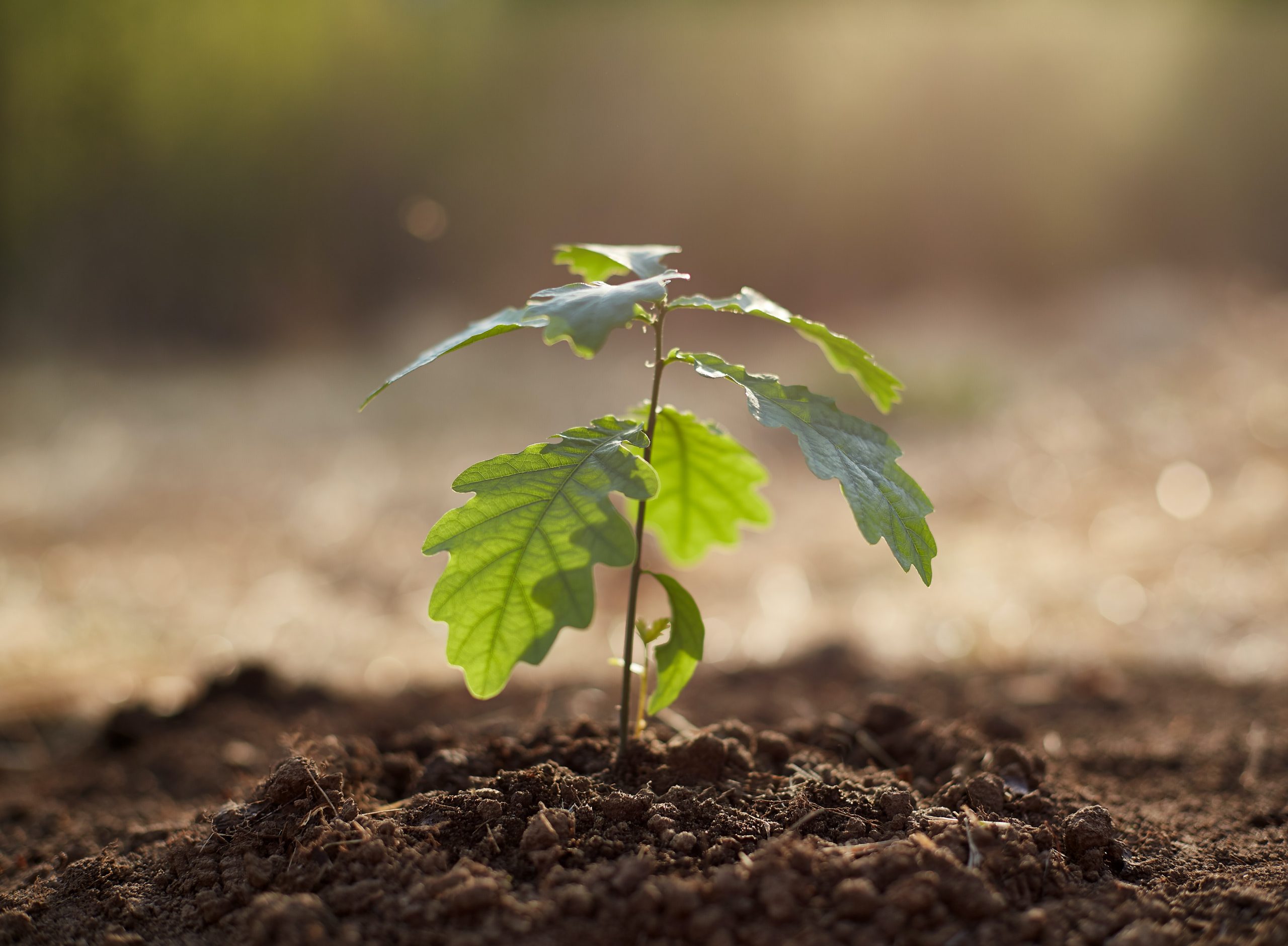 “A seed has been planted”